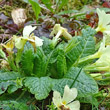 Blätterfoto Primula acaulis