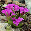 Portraitfoto Primula daonensis