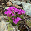 Habitusfoto Primula daonensis