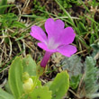 Foto von Besonderheit Primula daonensis