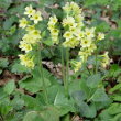 Habitusfoto Primula elatior