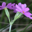 Blütenfoto Primula farinosa