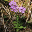 Habitusfoto Primula farinosa