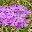 Portraitfoto Primula farinosa