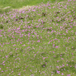 Foto von Besonderheit Primula farinosa