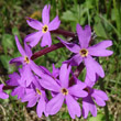 Blütenfoto Primula halleri