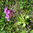 Habitusfoto Primula halleri