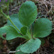 Blätterfoto Primula hirsuta