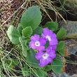 Habitusfoto Primula hirsuta