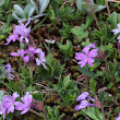 Habitusfoto Primula integrifolia