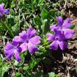 Portraitfoto Primula integrifolia