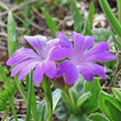 Blütenfoto Primula integrifolia