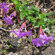 Habitusfoto Primula integrifolia