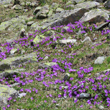Foto von Besonderheit Primula integrifolia