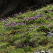 Foto von Besonderheit Primula latifolia