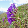 Blütenfoto Primula latifolia