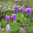 Habitusfoto Primula latifolia