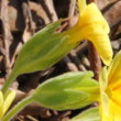 Foto von Besonderheit Primula veris