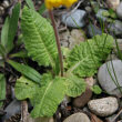 Blätterfoto Primula veris