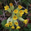 Portraitfoto Primula veris