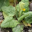 Blätterfoto Primula veris ssp. columnae