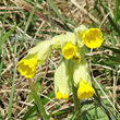 Portraitfoto Primula veris ssp. columnae