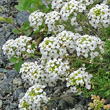 Portraitfoto Pritzelago alpina subsp.brevicaulis