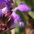 Blütenfoto Prunella grandiflora