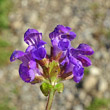 Portraitfoto Prunella grandiflora