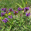 Habitusfoto Prunella grandiflora