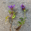Foto von Besonderheit Prunella grandiflora