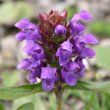 Portraitfoto Prunella vulgaris