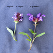 Foto von Besonderheit Prunella vulgaris