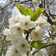 Portraitfoto Prunus avium