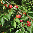 Portraitfoto Prunus cerasifera