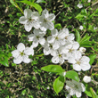 Blütenfoto Prunus cerasifera