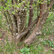 Stängel-/Stammfoto Prunus cerasifera