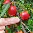 Foto von Besonderheit Prunus cerasifera