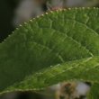 Foto von Besonderheit Prunus padus