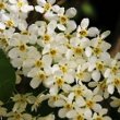 Portraitfoto Prunus padus