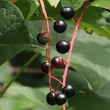 Fruchtfoto Prunus padus