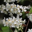 Portraitfoto Prunus padus subsp. petraea