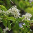 Habitusfoto Prunus padus subsp. petraea