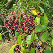 Portraitfoto Prunus serotina