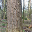 Foto von Besonderheit Pseudotsuga menziesii