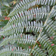 Blätterfoto Pteridium aquilinum