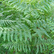 Stängel-/Stammfoto Pteridium aquilinum