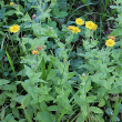 Habitusfoto Pulicaria dysenterica