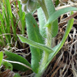 Blätterfoto Pulmonaria australis