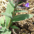 Blätterfoto Pulmonaria australis